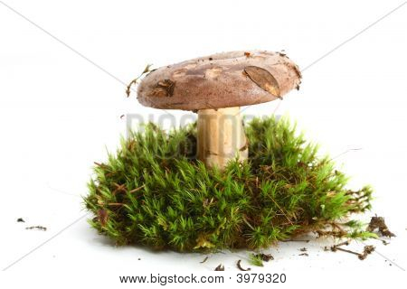 고립 된 버섯