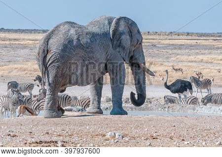 An African Elephant Drinking Water At The Nebrownii Waterhole In Northern Namibia. Burchells Zebras,