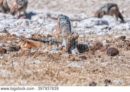 A Dead Black-backed Jackal, Canis Mesomelas, With Another Jackal Biting Its Tracking Collar