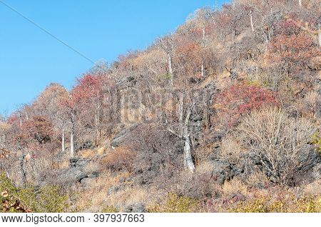 Moringa Trees And Autumn Colors On A Hill Near Halali In Northern Namibia
