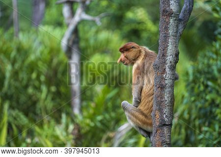Family Of Wild Proboscis Monkey Or Nasalis Larvatus, In The Rainforest Of Island Borneo, Malaysia, C