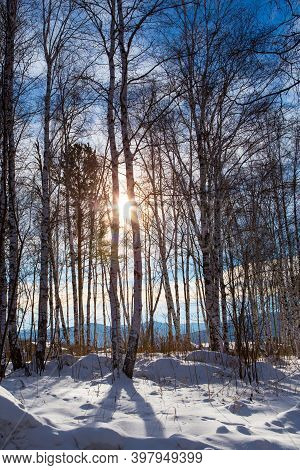 Russian Siberian Winter Birch Forest In January