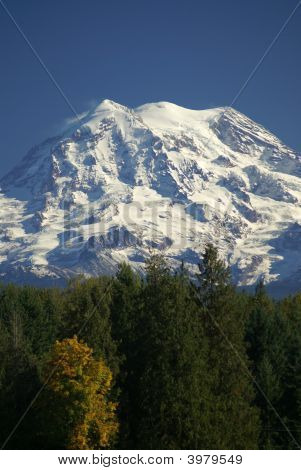 Mt. Rainier sommet au-dessus des arbres