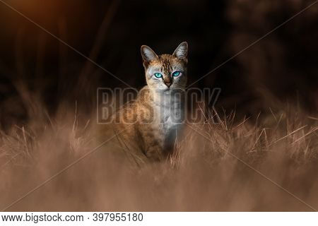 Snapshot Of Blue Eyes Cat Standing In The Grass. Sepia Concept.