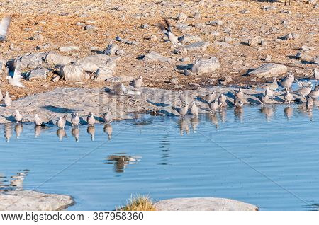 Cape Turtle Doves, Streptopelia Capicolas, At The Halali Waterhole In Northern Namibia