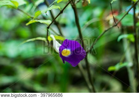 Nice Purple And Yellow Bush Clockvine Flower Buds Of Thunbergia Erecta