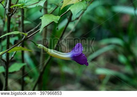 Thunbergia Erecta Nice Purple And Yellow Bush Clockvine Flower