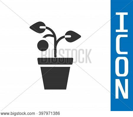 Grey Plant In Pot Icon Isolated On White Background. Plant Growing In A Pot. Potted Plant Sign. Vect