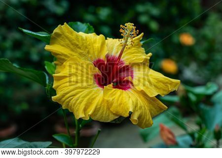 Chinese Hibiscus Or Yellow Deep Red Big Joba Flower Or Hibiscus Rosa-sinensis