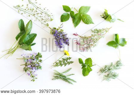 Various Kinds Of Fresh Garden Herbs, Fumaria Officinalis, Dandelion, Glechoma, Lemon Balm, Raspberry