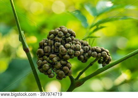 Gray Color Small Cherry Fruit Of The Forest That Is Special Plants