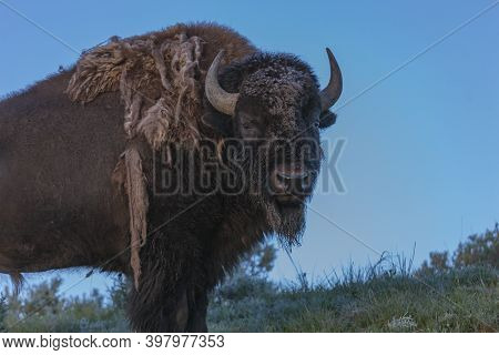 Buffalo Bull Posing In Yellowstone National Park