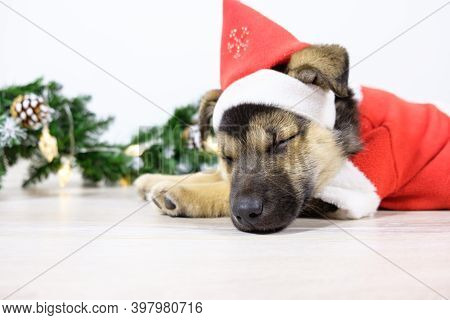 Cute Shepherd Puppy Dressed As Santa Claus Is Sleeping Near The Christmas Tree. Christmas Night In A