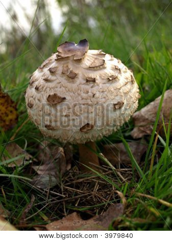 Mushroom3