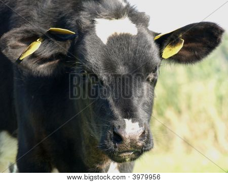 Veau noir et blanc