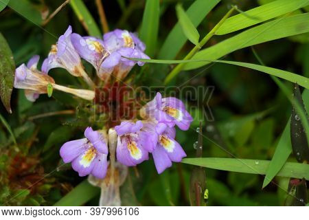 Light Pink Color Marsh Barbel Or Hygrophila Auriculata Flower