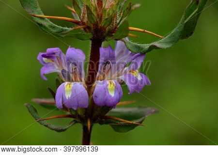 Light Pink Color Marsh Barbel Or Hygrophila Auriculata Flower