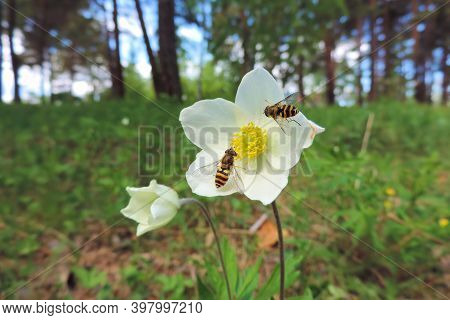 On A White Field Flower A Bee Eats