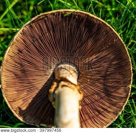 Mushroom Upside Down With Focus On The Gills Of The Fungi.