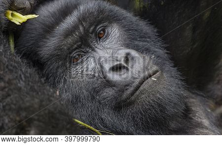 Relaxing Guhonda Silverback Gorilla Full Size Portrait