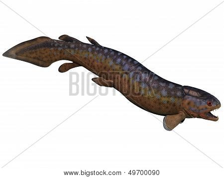 Rhizodus Fish On White