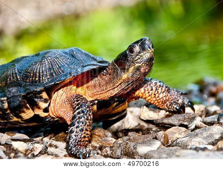 Wood Turtle