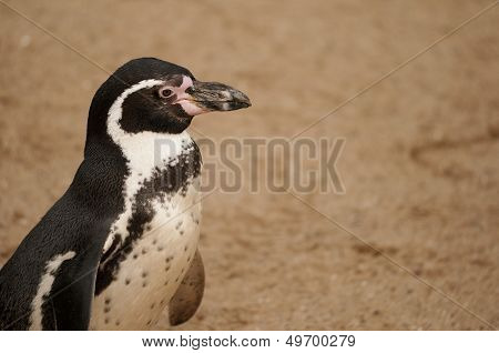 Magellanic Penguin