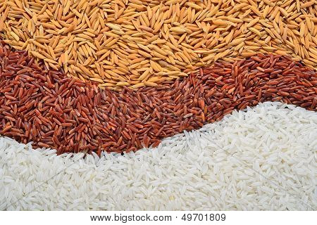 Rice grain (jasmine rice)