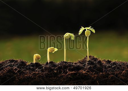 New life