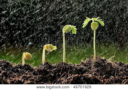 Young plant