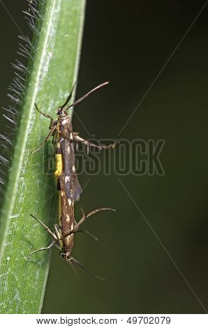 micro moths mating