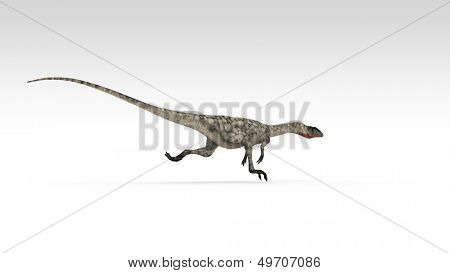 Coelophysis isoliert