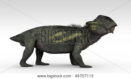 lystrosaurus isolated