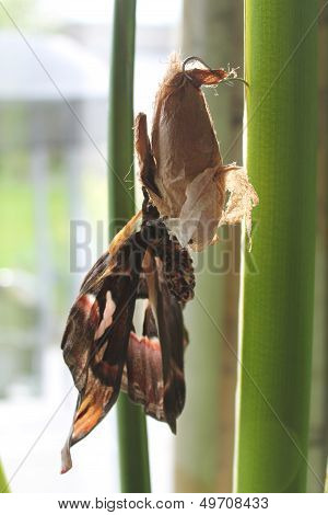 giant atlas moth