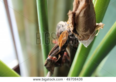 giant atlas moth