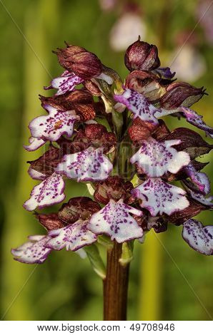 Lady Orchid