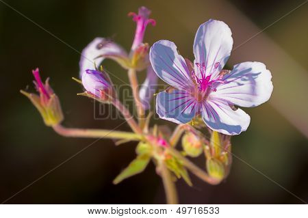 Sticky Geranium