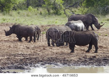 Herde von Rhinocerous am schlammigen Ufer