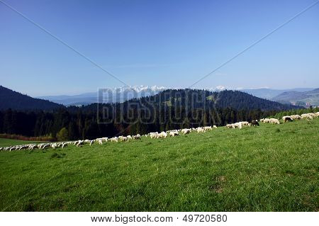flock of sheep