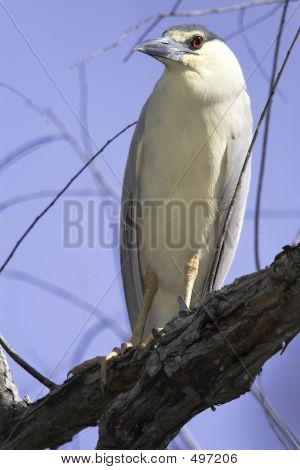 Sort-kronet nat-heron (nycticorax Nycticorax)