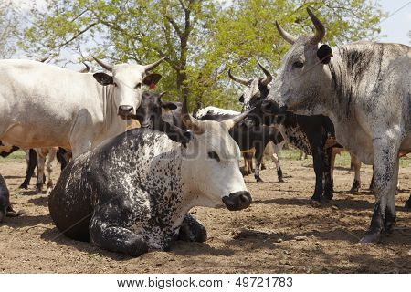Herd of nguni cattle