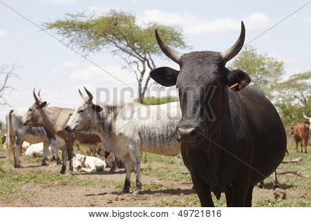 Herd of nguni cattle