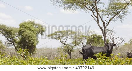 Nguni cow walks along edge of African field