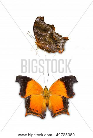 The Wizard Butterfly