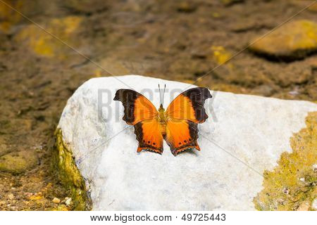 The Wizard Butterfly