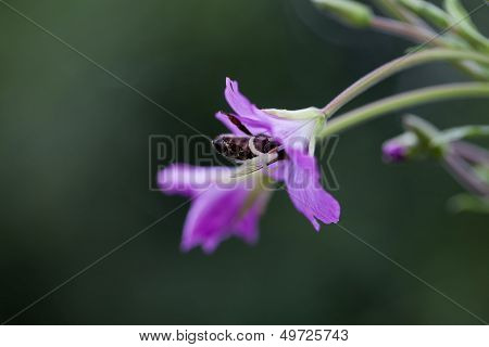 Bee in a flower - macro shot