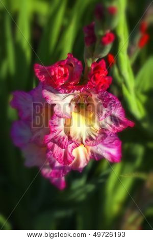Garden Gladiolus