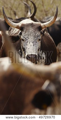 Herd of nguni cattle