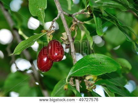 Two Red Ripe Berries Of Cornelian Growing