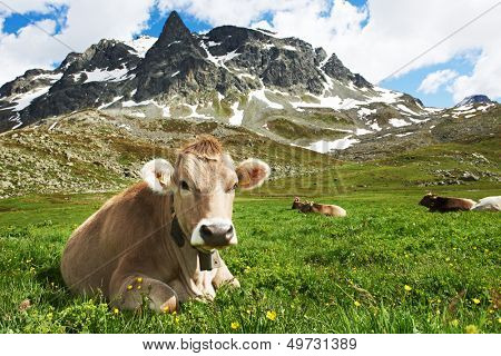 milck cow with grazing on Switzerland Alpine mountains green grass pasture over blue sky